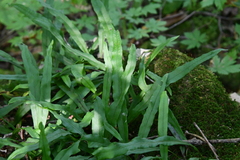 Lepisorus ussuriensis