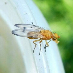 Toxonevra quinquemaculata
