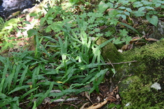 Lepisorus ussuriensis