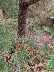 Patersonia occidentalis occidentalis