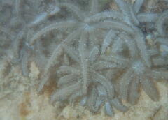Clavularia