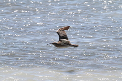 Numenius phaeopus phaeopus