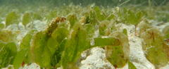 Halophila