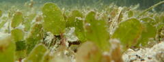 Halophila