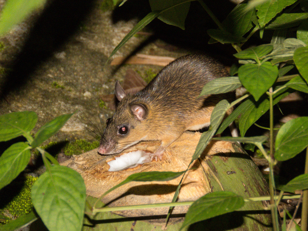 Indomalayan Leopoldamys
