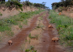 Euphractus sexcinctus