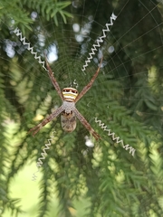 Argiope versicolor
