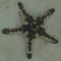 Protoreaster nodosus