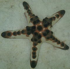 Protoreaster nodosus