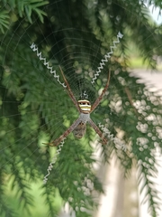 Argiope versicolor