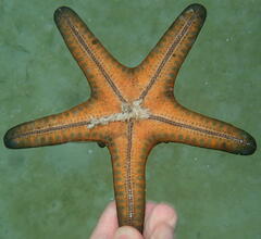 Protoreaster nodosus