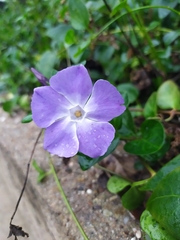 Vinca major