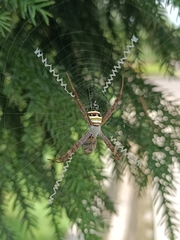 Argiope versicolor