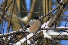 Pyrrhula pyrrhula cineracea