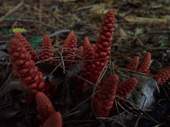 Balanophora laxiflora
