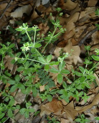 Galium circaezans
