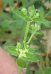 Galium circaezans