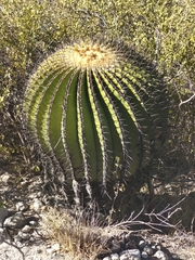 Echinocactus platyacanthus