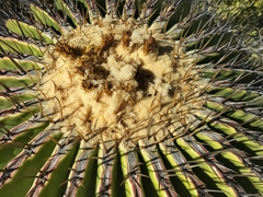 Echinocactus platyacanthus