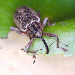 Dorytomus longimanus