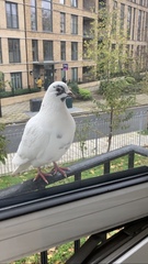 Columba livia domestica