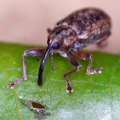 Dorytomus longimanus