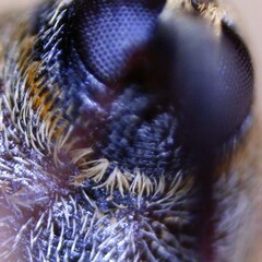 Dorytomus longimanus