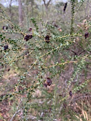 Acacia hubbardiana