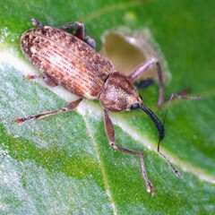 Dorytomus longimanus