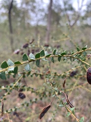 Acacia hubbardiana