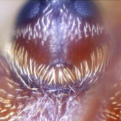 Dorytomus longimanus