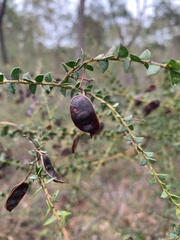 Acacia hubbardiana
