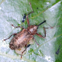 Dorytomus longimanus