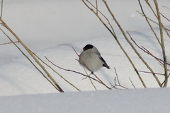 Pyrrhula pyrrhula cineracea