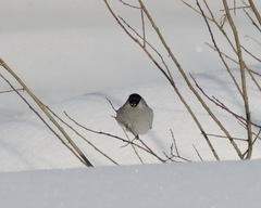 Pyrrhula pyrrhula cineracea