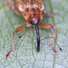 Dorytomus longimanus