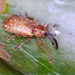 Dorytomus longimanus