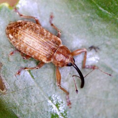 Dorytomus longimanus