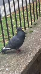 Columba livia domestica