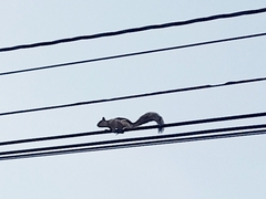 Sciurus variegatoides helveolus