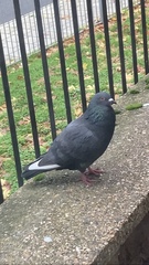 Columba livia domestica