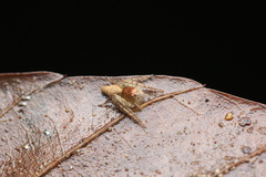 Hamataliwa