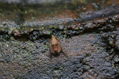 Hamataliwa