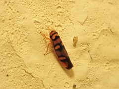 Erythrogonia jucunda