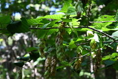 Carpinus cordata