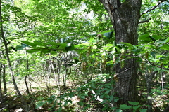 Carpinus cordata