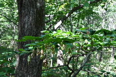 Carpinus cordata