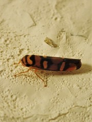 Erythrogonia jucunda