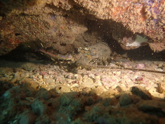 Panulirus ornatus