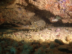 Panulirus ornatus